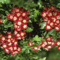 Bare Root Hawthorn Crataegus Laevigata Crimson Cloud ***FREE UK MAINLAND DELIVERY + TREE WARRANTY***